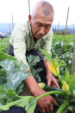 ズッキーニを収穫する本村さん（長野県飯田市で）