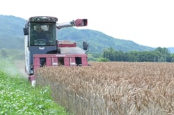 コンバインを使用して小麦を収穫する組合員（長野県伊那市で）