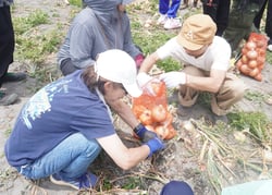 玉ねぎを収穫する参加者たち（安曇野市豊科）