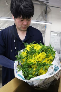 スリーブレスの荷造りで出荷されたマリーゴールド（長野県豊丘村で）