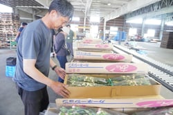 出荷規格を確認する専門部員ら（安曇野市堀金）