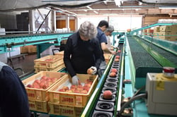 厳しく品質をチェックする検査員（長野県中野市で）