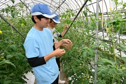 ハウス内で中玉トマトの管理を学ぶ羽生さん（手前）等々力さん（奥）（長野県池田町で）