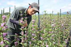 出荷を控えるリンドウの生育を見守る小林さん（長野県原村で）