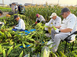 甘みのあるトウモロコシ「ゴールドラッシュ」を収穫する内鎌十日会の会員ら（長野県池田町で）