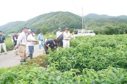 生育状況を確認する参加者たち（松本市梓川）