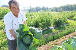 ＪＡ農園で育てた大きなキャベツを収穫する渡邉さん（長野県富士見町で）