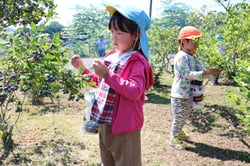 有賀さんが栽培するほ場でブルーベリー狩りを楽しむ落合保育園の園児（長野県富士見町で）