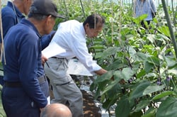 栽培管理について説明するＪＡ全農長野の担当職員（長野県伊那市で）