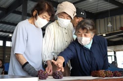 ぶどうの出荷規格を確認する生産者（７月２５日、長野県松本市にて）