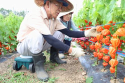 ふたりでホオズキを収穫する宮島さんご夫婦（長野県下條村で）