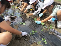 丁寧に自分たちで育てた大豆の苗を植え付ける児童（長野県飯田市で）