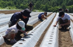種まきをする参加者
