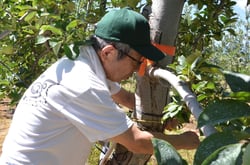 リンゴの木に木札をつける参加者（長野県箕輪町で）