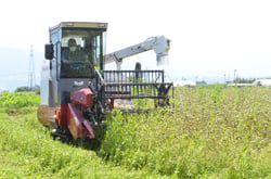 コンバインで「しなの夏そば」を収穫する征矢理事長（長野県箕輪町で）