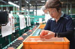 桃の品質を見極める作業員ら（長野県箕輪町で）