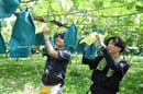 作業に熱心に取り組むＪＡ職員（長野県中野市で）