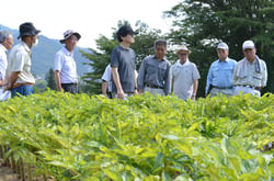 こんにゃく芋の生育を確認する生産者ら（長野県駒ケ根市で）
