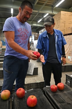 出荷規格を確認する生産者（１２日、長野県松本市で）
