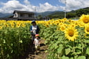 「ひまわり迷路」を楽しむ園児ら（長野県伊那市で）