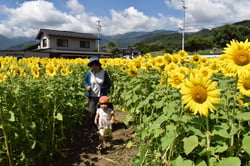 「ひまわり迷路」を楽しむ園児ら（長野県伊那市で）