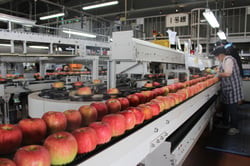 出荷が始まった「サンつがる」（長野県松川町で）