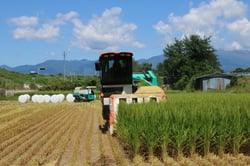 専用収穫機でのＷＣＳ用稲の刈り取り作業（８月６日、佐久市の圃場で）