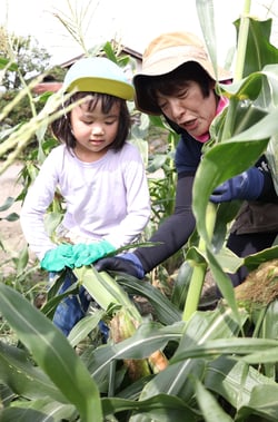 トウモロコシをもぎ取る園児と女性部員（１８日、長野県松本市にて）