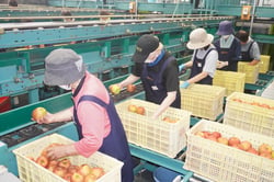 傷の有無や色付きを確認し選果機に流す選果員ら（安曇野市三郷）