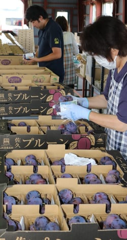プルーンの品質を確認する担当者（８月１９日、佐久市で）