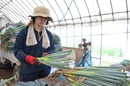 手作業で白ネギの皮をむく大槻さん（長野県伊那市で）
