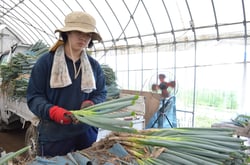 手作業で白ネギの皮をむく大槻さん（長野県伊那市で）