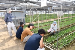 生育状況を確認する参加者（長野県長野市、８月２０日）