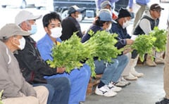 見本のセルリーで規格を確認する生産者