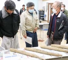 見本のナガイモで出荷規格を確認する生産者