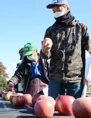 出荷規格を確認する生産者