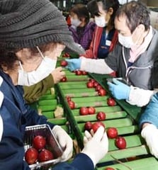 選果規格に沿って選果する選果員ら