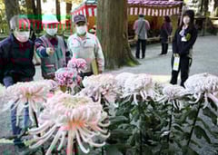 花の形状や開き具合などを審査した初日の審査会
