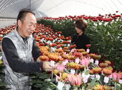 洋菊の採花に向けた準備をすすめる中村さん