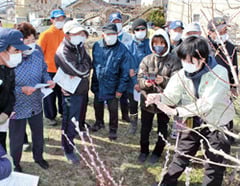 摘蕾作業の指導を受ける部会員