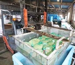 種もみを温湯消毒する職員