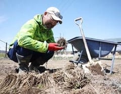 収穫したばかりの根ニラを手にする矢島さん