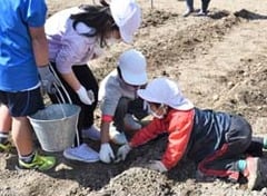 友達と協力し親芋を並べる児童