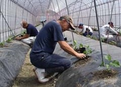 ひとつずつ丁寧に苗の定植を行う研修生