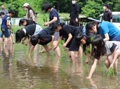 糸に沿って丁寧に苗を植える児童