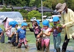 楽しく田植えをする園児たち