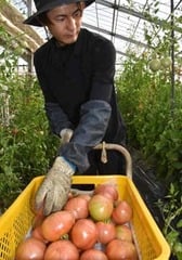 市場出荷用に色を見極めながら収穫作業を進める湯本さん
