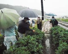 圃場で花を見ながら話し合う参加者