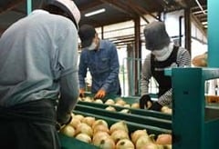 玉ねぎを選果する選果員ら