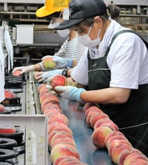 ひとつひとつ丁寧に選果する選果員